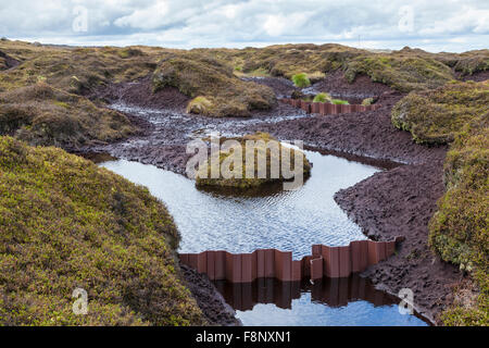 Wiederherstellen der Mauren durch die wasserrinne blockieren Erosion auf dem Moor des Kinder Scout, Derbyshire Peak District National Park, England, UK zu steuern Stockfoto