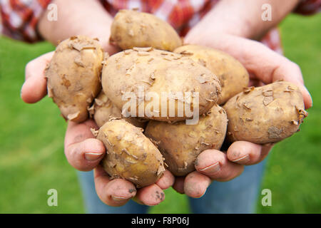 Mann hält frisch gepflückt Jersey Royal Kartoffeln Stockfoto
