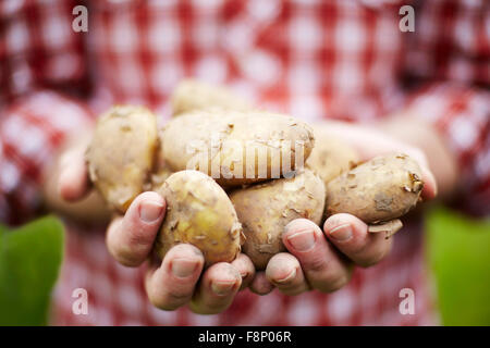 Mann hält frisch gepflückt Jersey Royal Kartoffeln Stockfoto