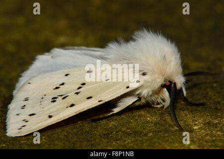 Weiße Hermelin (Spilosoma Lubricipeda) in Ruhe Stockfoto