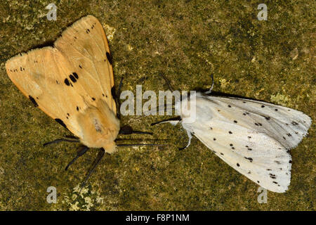 Buff Hermelin (Spilosoma Luteum) und weißem Hermelin (Spilosoma Lubricipeda) Stockfoto