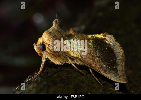 Poliertem Messing Motte (Diachrysia Chrysitis) A atemberaubende metallischen Motte im damaligen Familie Noctuidae Stockfoto