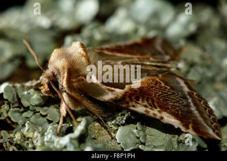 Buff Bögen Motte (Habrosyne Pyritoides).  Eine schöne Motte in der Familie Drepanidae, in Ruhe zu flechten Stockfoto