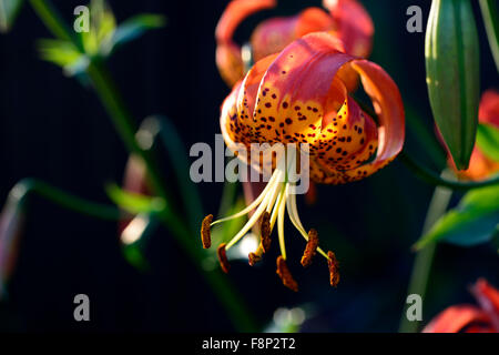 Lilium Pardalinum Leopard Lilie Lilien orange rote Blume Blumen vor Ort gefleckte Flecken Staude RM Floral Stockfoto
