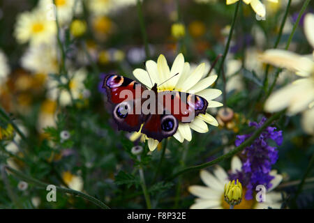 Tagpfauenauge Aglais Io gelb Anthemis Tinctoria E C Buxton Golden Marguerite Kamille Daisy Blumen blühen RM Floral Stockfoto