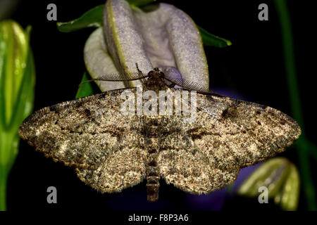 Willow Schönheit Motte (Peribatodes Rhomboidaria) im Ruhezustand auf Blume.  Eine Motte in der Familie Geometridae mit Blick auf Oberseite Stockfoto