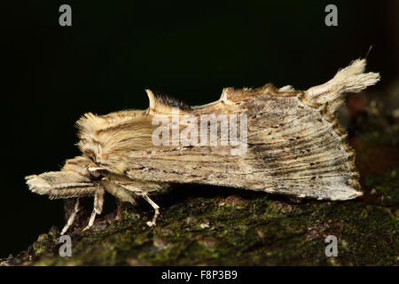 Blasse prominente Motte (Pterostoma Palpina) A unverwechselbare Falter in der Familie Notodontidae in Ruhe Stockfoto