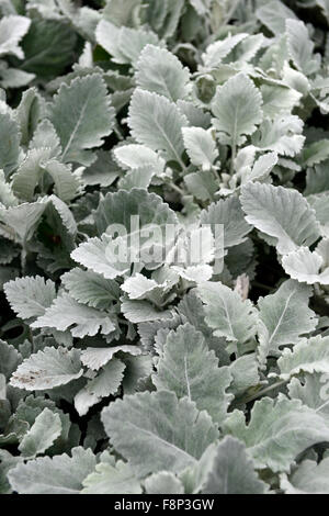 Senecio Aschenpflanze Cirrus Silber Kreuzkraut attraktive Belaubung Blätter Dürre tolerant jährliche Silber Filz-wie RM Floral Stockfoto