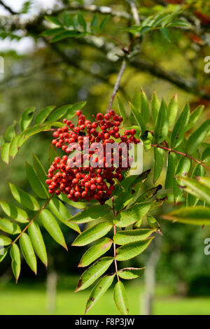 Sorbus Americana roten Beeren Ebereschen Asche Eberesche Bäume ornamentalen RM Floral Stockfoto