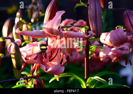 Lilium rosa würzen asiatische Lilien Lilie Licht nach unten gerichtete Blüten Sunest Abend Blume Blüte Blüte RM floral Stockfoto