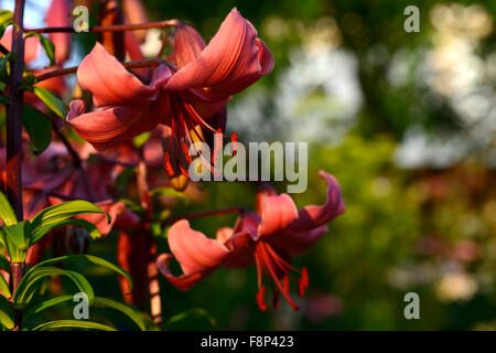 Lilium rosa würzen asiatische Lilien Lilie Licht nach unten gerichtete Blüten Sunest Abend Blume Blüte Blüte RM floral Stockfoto