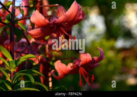 Lilium rosa würzen asiatische Lilien Lilie Licht nach unten gerichtete Blüten Sunest Abend Blume Blüte Blüte RM floral Stockfoto