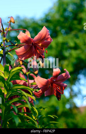 Lilium rosa würzen asiatische Lilien Lilie Licht nach unten gerichtete Blüten Sunest Abend Blume Blüte Blüte RM floral Stockfoto