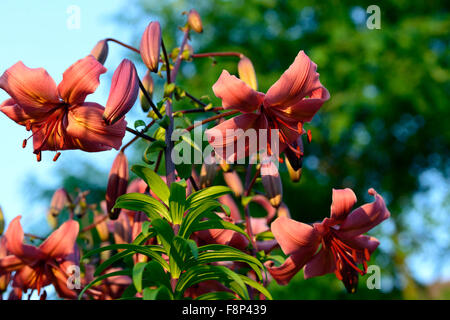 Lilium rosa würzen asiatische Lilien Lilie Licht nach unten gerichtete Blüten Sunest Abend Blume Blüte Blüte RM floral Stockfoto