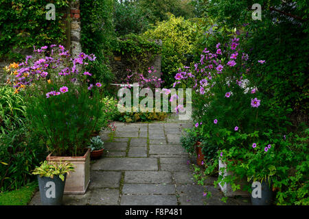 Lila Kosmos bipinnatus Blumen Blume jährlich einjährige Garten Design RM Blumen Stockfoto