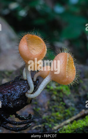 Orange-Pilze Tasse Stockfoto