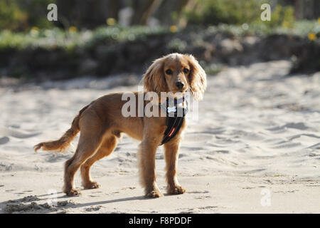 Cavalier King Charles Spaniel zu überqueren, an einem Strand Stockfoto