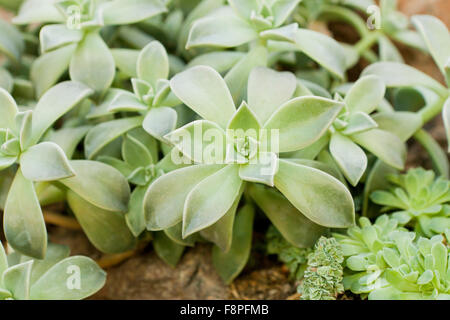 Ghost (Graptopetalum Paraguayense) heimische Pflanze nach Mexiko Stockfoto