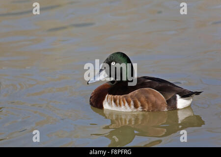 Männliche Bär Tafelenten Aythya Baeri auf dem Wasser Stockfoto