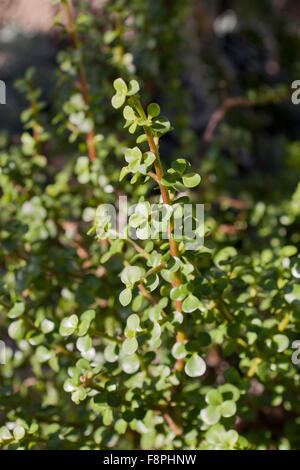 Elefant Busch (Portulacaria Afra) AKA Zwerg Jade-Anlage, Porkbush, Spekboom Stockfoto