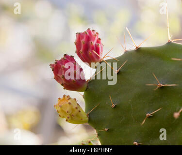 Texas Feigenkakteen (Opuntia Engelmannii) Früchte, die in der südwestlichen USA und Mexiko Stockfoto