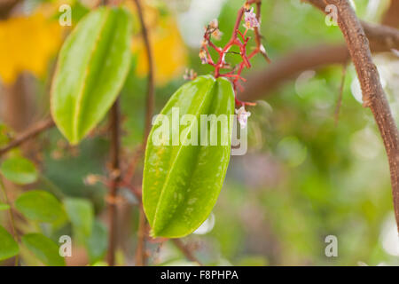 Karambolen, AKA Sternfrüchte (Gattung Karambolen) auf Baum Stockfoto