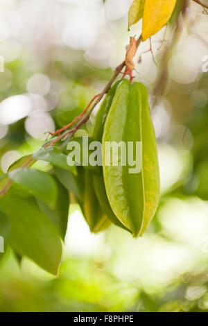 Karambolen, AKA Sternfrüchte (Gattung Karambolen) auf Baum Stockfoto