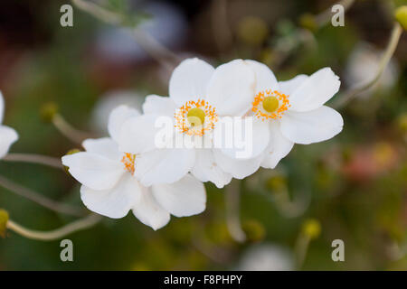 Japanische Anemonenblume (Hybrid Honorine Jobert) Stockfoto