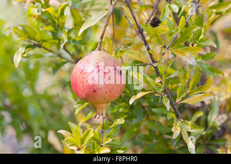 Zwerggranatapfelfrüchte auf Baum (Punica granatum Nana) - USA Stockfoto