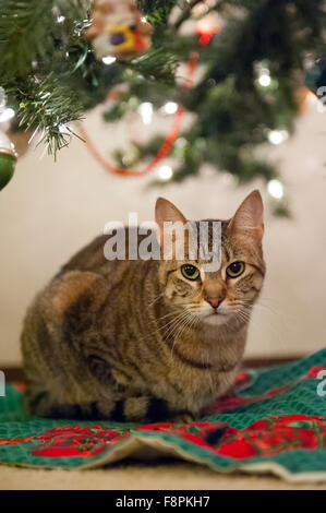 Eine Katze sitzt aufmerksam unter einem Weihnachtsbaum Stockfoto