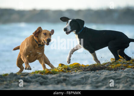 Hunde spielen, laufen und Splash am Ocean Beach, CA Shoreline Stockfoto