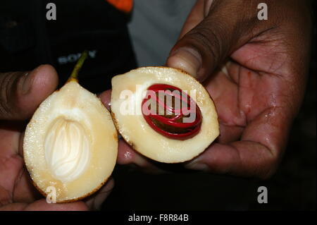 Mace (rot) in Muskat Frucht. Hand halten Muskatnuss Stockfoto