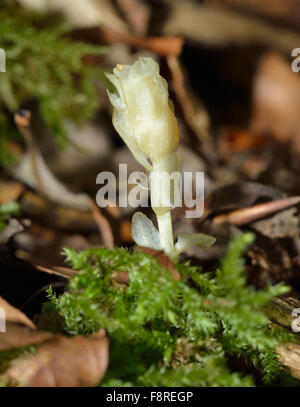 Gelb-Vogelnest - Monotropa Hypopitys saprophytischen Buche Wald Pflanze Stockfoto