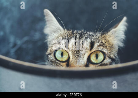 Katze aus container Stockfoto