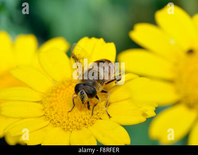 Drohne-Fly - Eristalis Tenax auf Mais Ringelblume - Chrysanthemum segetum Stockfoto