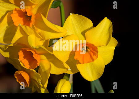 Blumen des Narziss 'Martinette' gelb mit einem orange zentrale cup Stockfoto