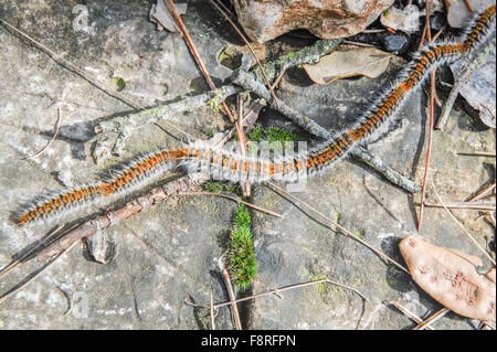 Kiefer-Pinienprozessionsspinner Raupen (Thaumetopoea Pityocampa), Katalonien, Spanien Stockfoto