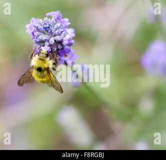 Biene auf Lavendel Blume Stockfoto
