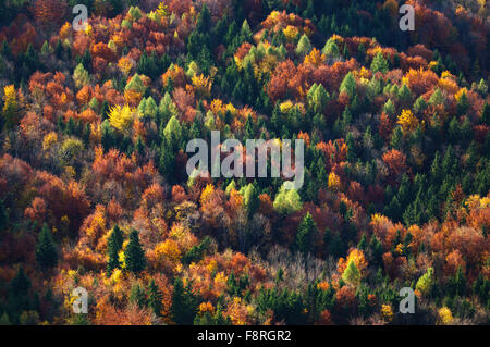 Luftaufnahme von Herbstbäumen in einem Wald, Salzburg, Österreich Stockfoto