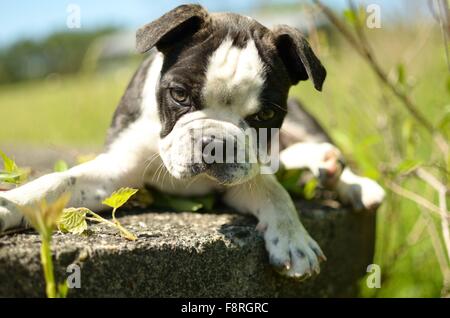 Boston Terrier Mops Mix Welpen im Garten liegen Stockfoto