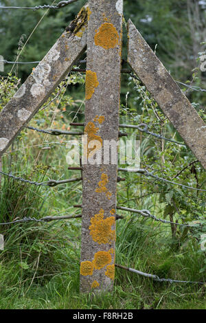 Gemeinsamen orangefarbenen Flechten, Xanthoria Parietina, auf eine konkrete Zaunpfahl mit anderen Flechten, Berkshire, September Stockfoto