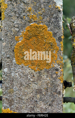 Gemeinsamen orangefarbenen Flechten, Xanthoria Parietina, auf eine konkrete Zaunpfahl mit anderen Flechten, Berkshire, September Stockfoto