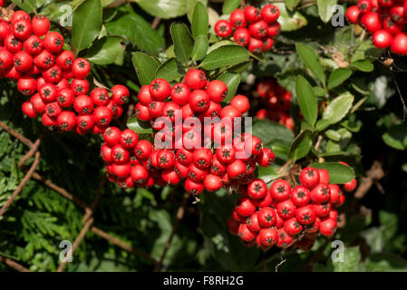 Leuchtend rote Masse der Beeren am Feuerdorn, Pyracantha Coccinea, Garten Strauch im Herbst, Berkshire, September Stockfoto