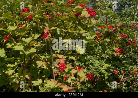 Reife rote Beeren auf einem Guelder Rose Baum, Viburnum Opulus, in eine Hecke im Frühherbst, Berkshire, September Stockfoto