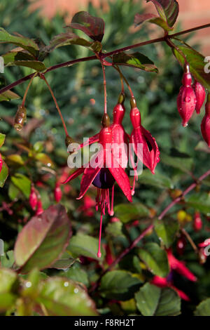 Eine winterharte Fuchsie Blüten Pflanze mit Regen Wassertropfen im Herbst, Berkshire, September Stockfoto