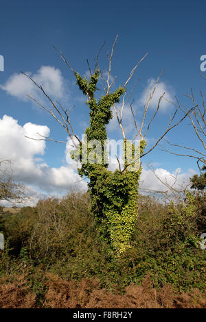 Lange toter Baum gekleidet in Efeu, Hedera Helix und Forning einen Lebensraum für Vögel und Wirbellose, Devon, Oktober Stockfoto