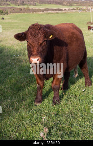 Eine neugierige Ruby red Devon zu lenken, auf Rasen am West Bexington, Dorset, Oktober Stockfoto