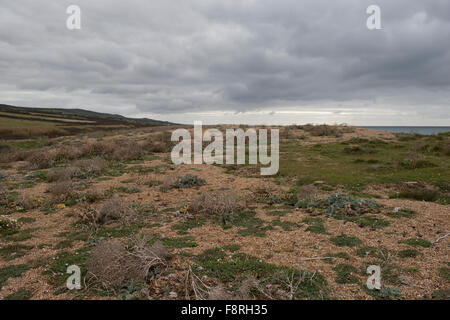 Vegetation; Grünkohl, Meer Campion am Ende des Jahres auf Chesil Beach an einem grauen Herbsttag im Oktober Stockfoto