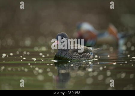Paar Mandarinenten / Mandarinente (Aix Galericulata) schwimmt zwischen schönen Lichtreflexen, näher kommen. Stockfoto