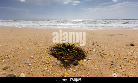 Algen am Strand, Faro, Portugal Stockfoto